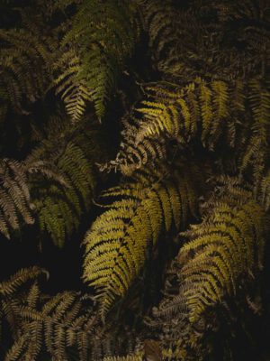 AW26 N.11 — fotografia d'arte in edizione limitata di Andrea Piunti