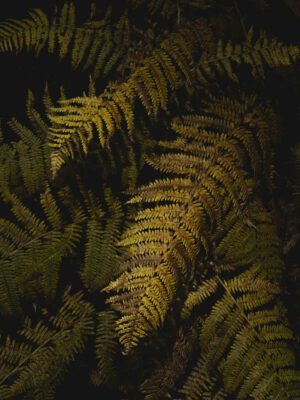 AW26 N.12 — fotografia d'arte in edizione limitata di Andrea Piunti
