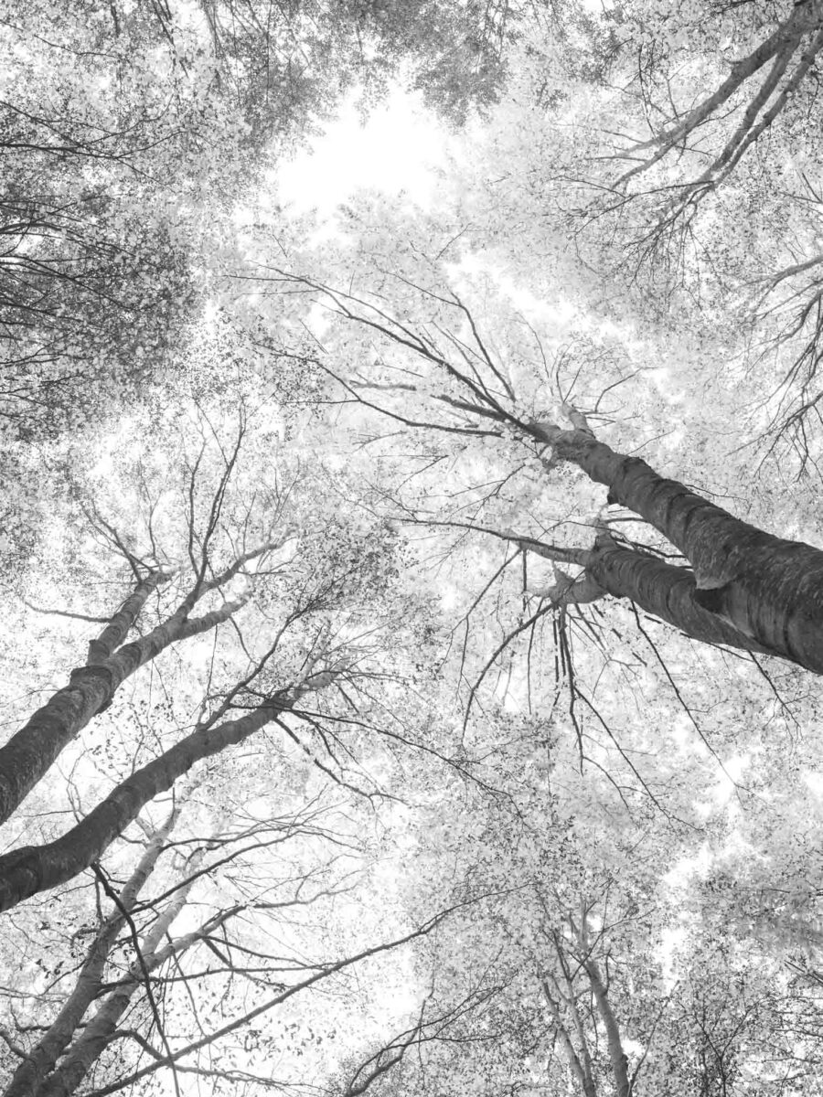 CAROUSEL N.05 — fotografia d'arte in edizione limitata di Andrea Piunti
