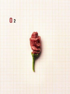 F.O.O.D. 02 — fotografia d'arte in edizione limitata di Andrea Piunti