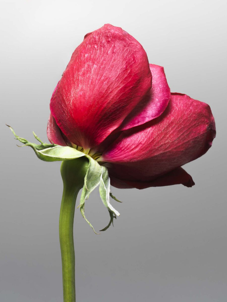 MON AMOUR N.01 — fotografia d'arte in edizione limitata di Andrea Piunti