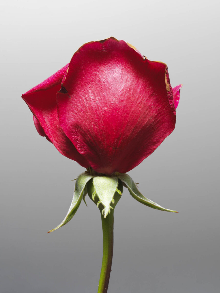 MON AMOUR N.03 — fotografia d'arte in edizione limitata di Andrea Piunti
