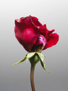 MON AMOUR N.06 — fotografia d'arte in edizione limitata di Andrea Piunti