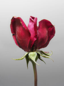 MON AMOUR N.07 — fotografia d'arte in edizione limitata di Andrea Piunti