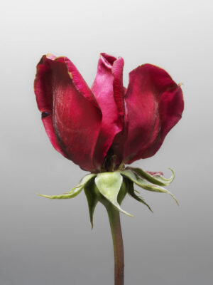 MON AMOUR N.07 — fotografia d'arte in edizione limitata di Andrea Piunti
