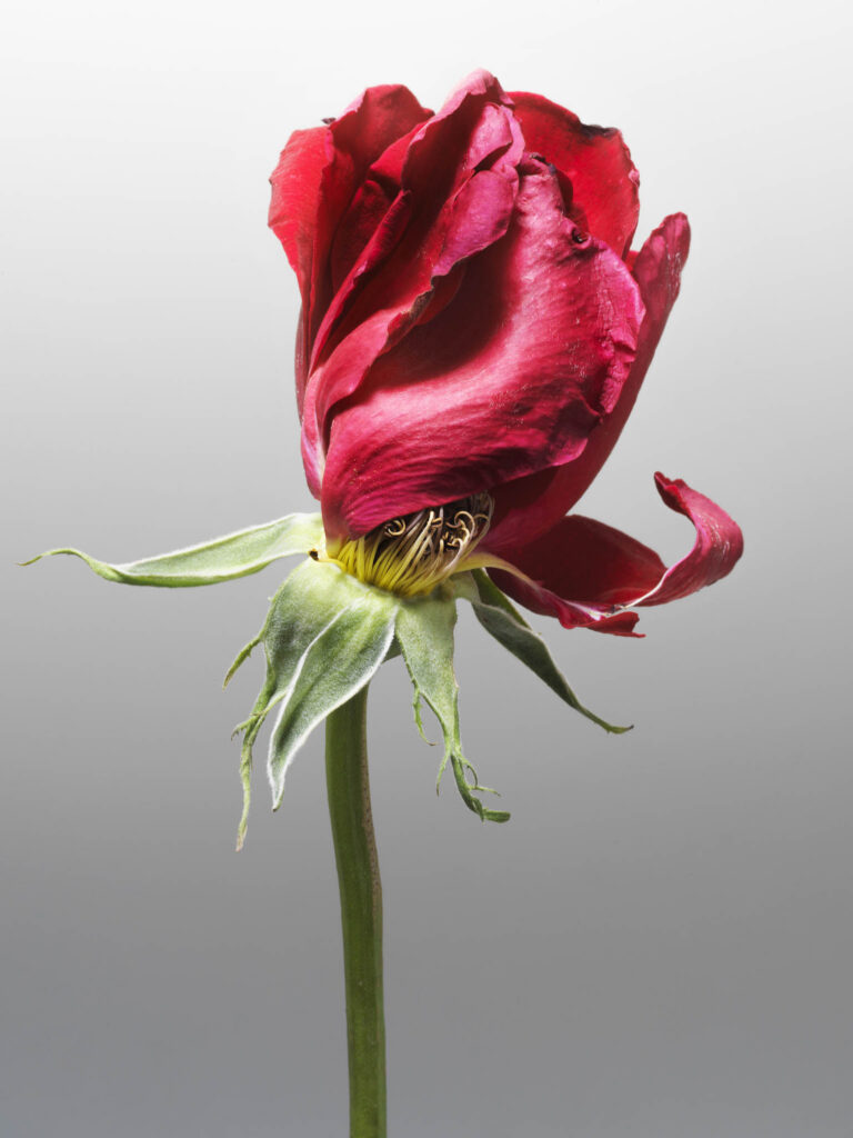 MON AMOUR N.09 — fotografia d'arte in edizione limitata di Andrea Piunti