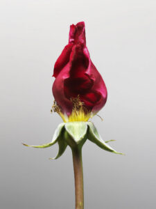 MON AMOUR N.10 — fotografia d'arte in edizione limitata di Andrea Piunti