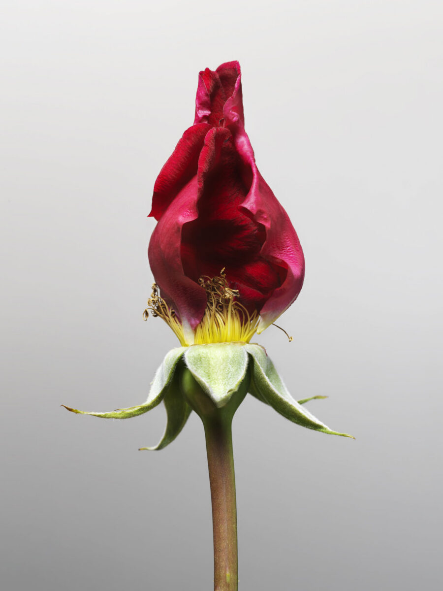 MON AMOUR N.10 — fotografia d'arte in edizione limitata di Andrea Piunti