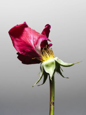 MON AMOUR N.11 — fotografia d'arte in edizione limitata di Andrea Piunti