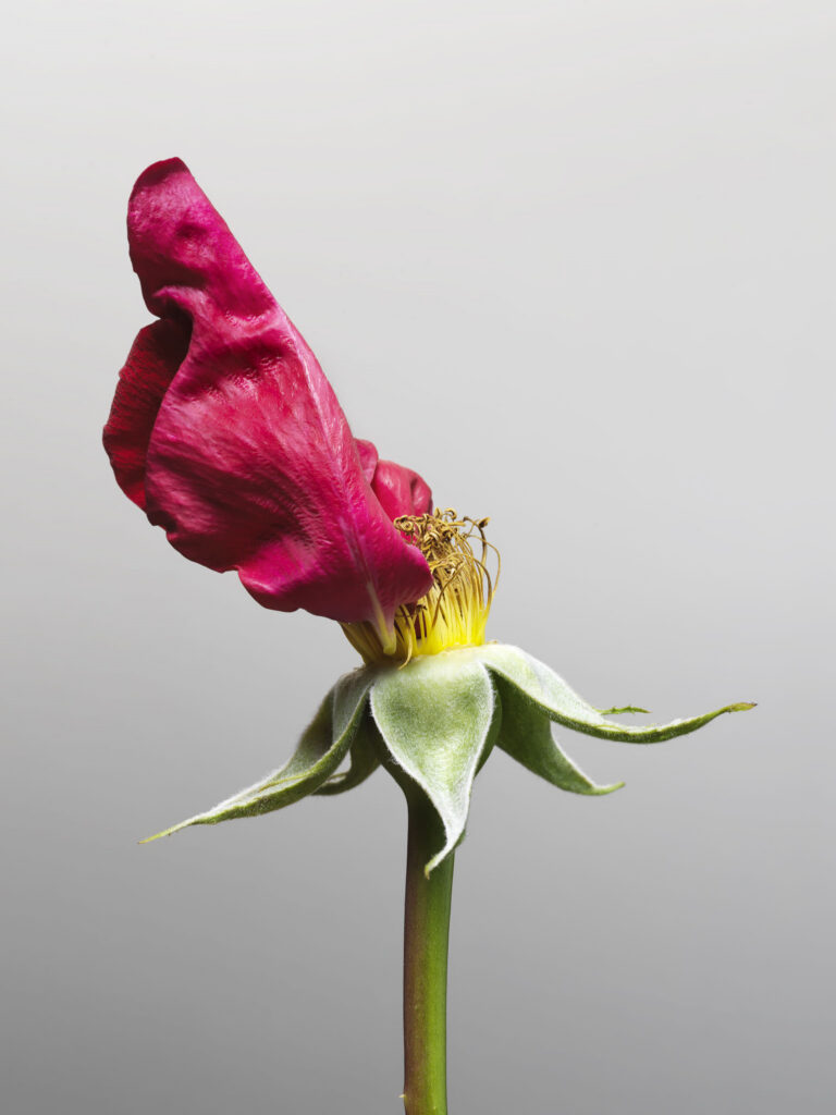 MON AMOUR N.12 — fotografia d'arte in edizione limitata di Andrea Piunti