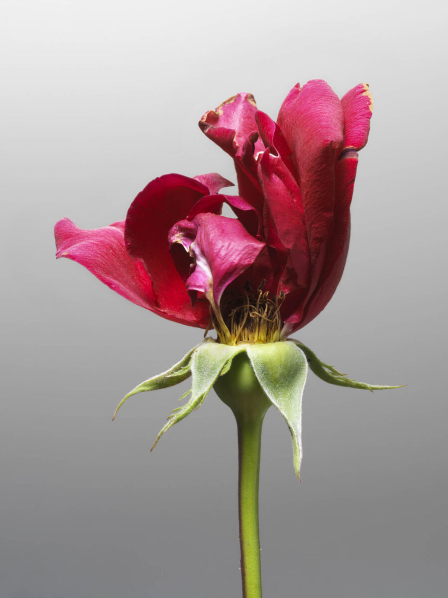 MON AMOUR N.08 — fotografia d'arte in edizione limitata di Andrea Piunti