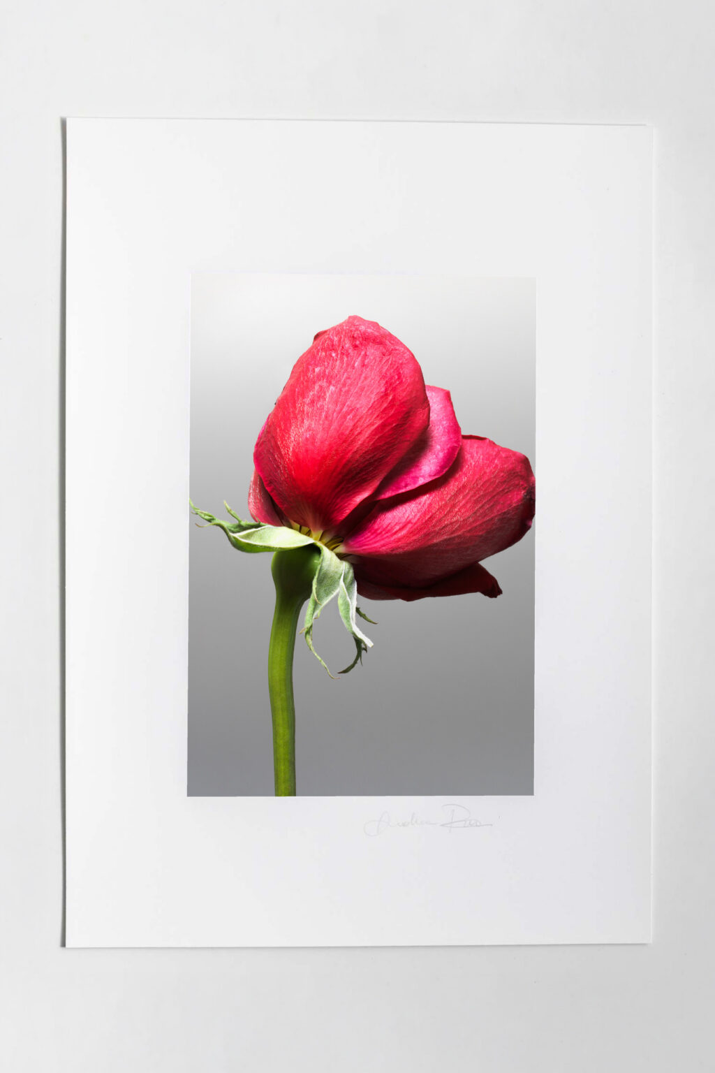 Tessere Fine art Mone Amour 1 - immagine 2