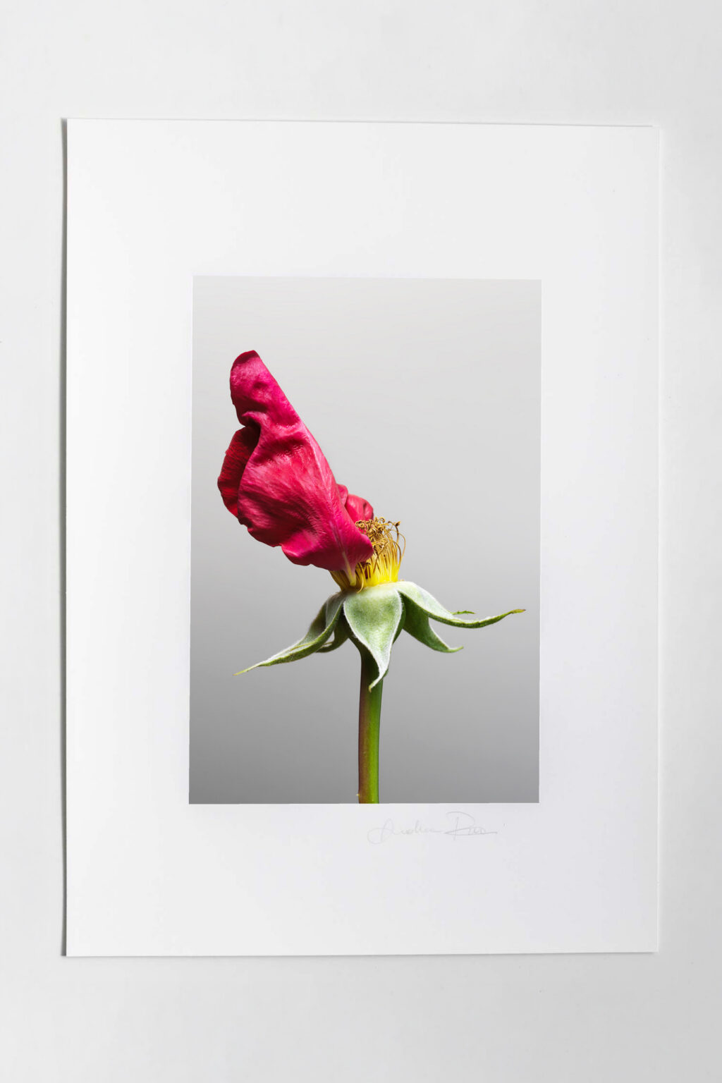 Tessere Fine art Mone Amour 11 - immagine 2